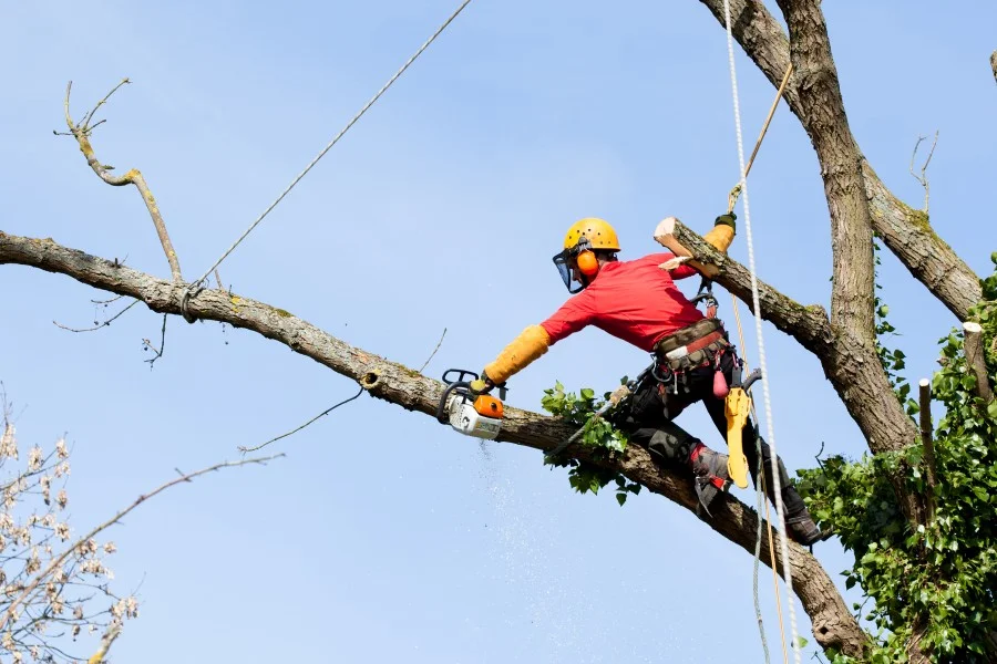 Tree Trimming Service